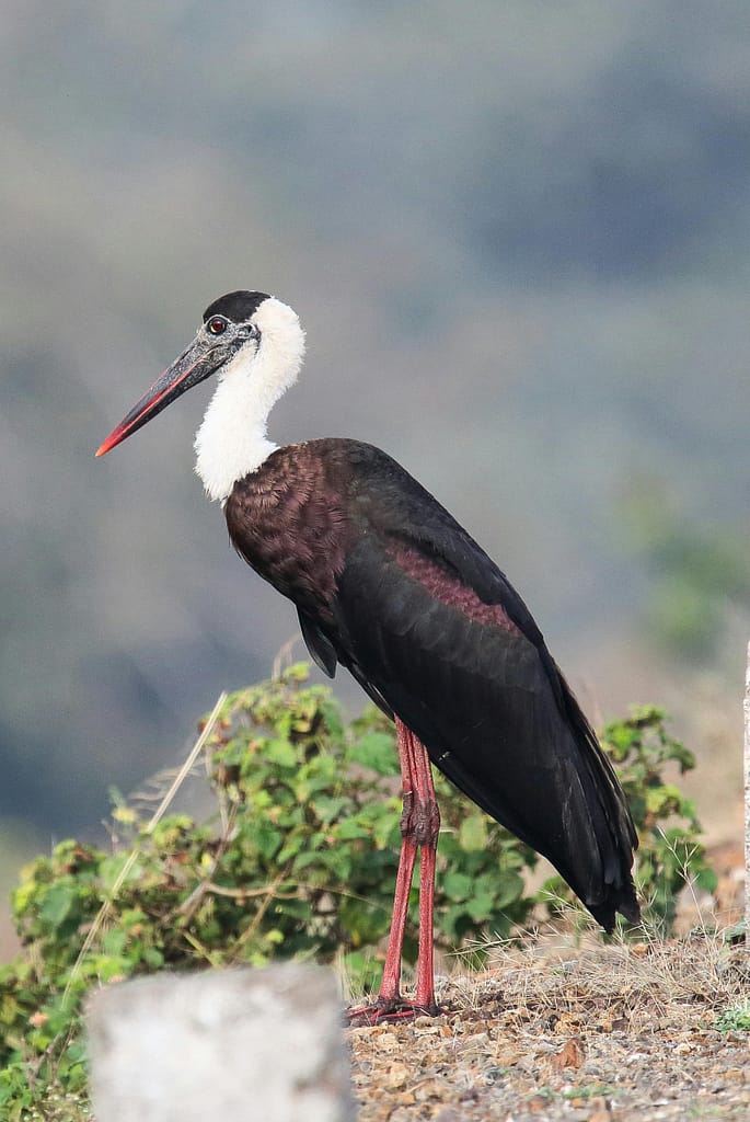 7-day-birding-tour-in-Uganda