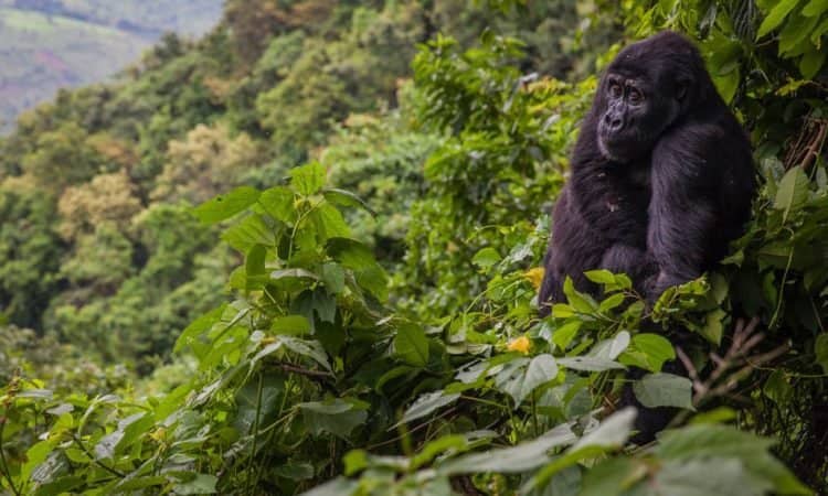 navigating-gorilla-trekking-safely