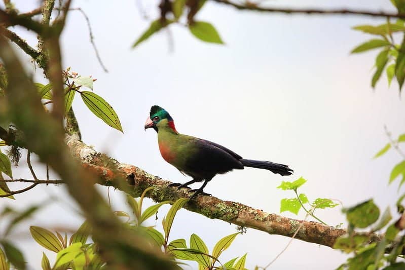 birding-watching-in-Uganda