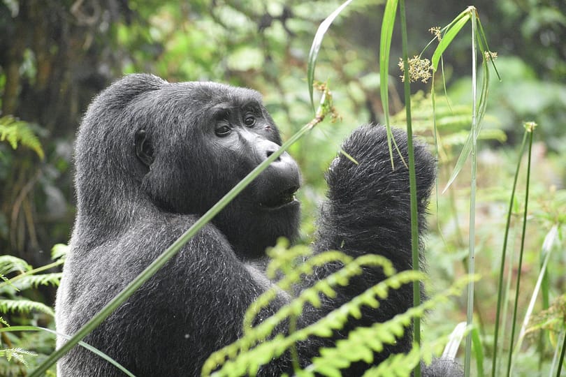 gorilla trekking Uganda