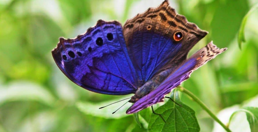 7-day-butterfly-viewing-safari