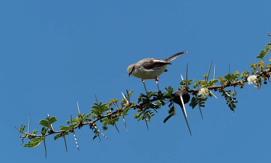 Birding-in-uganda