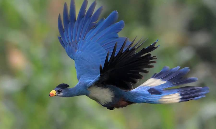 great-blue-turaco