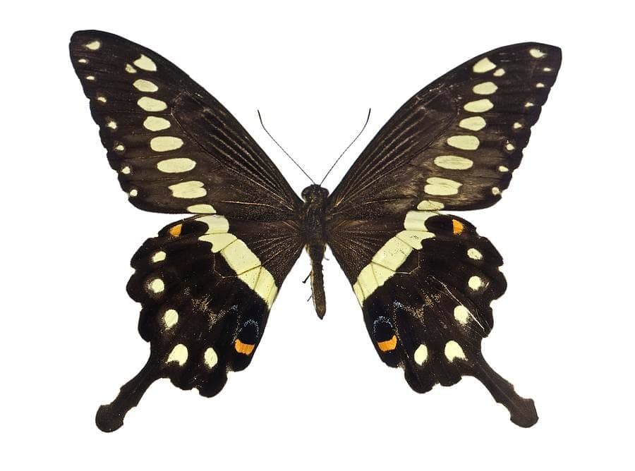 most-sought-butterflies-in-uganda