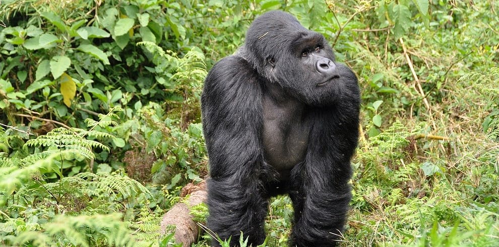 4-day-gorilla-trekking-uganda-rwanda