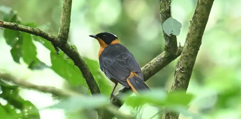 4-day-birding-and-chimpanzee-tour