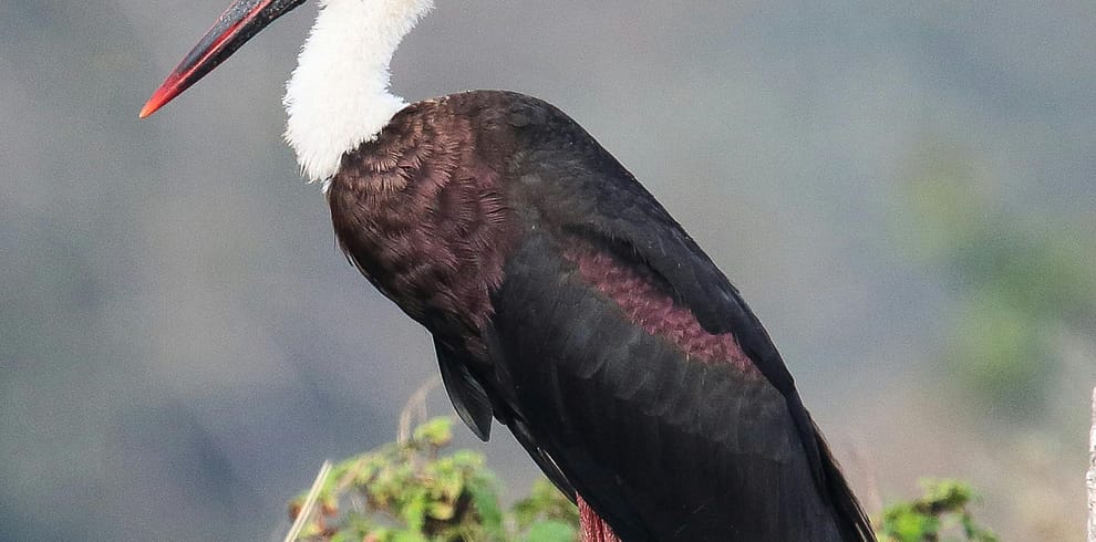 7-day-birding-tour-in-Uganda