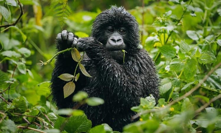 3-day-uganda-gorilla-safari