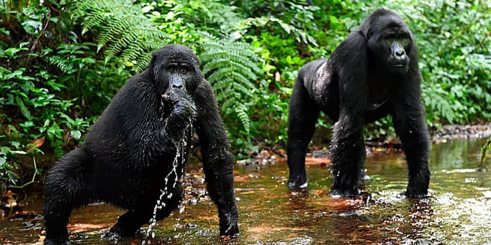 Bwindi-impenetrabel-national-park