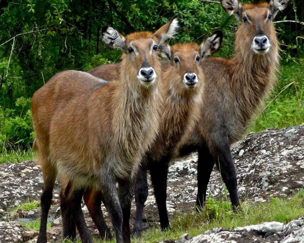 bushbucks-mount-elgon