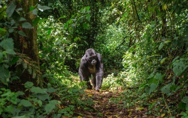 gorilla-adventure-bwindi