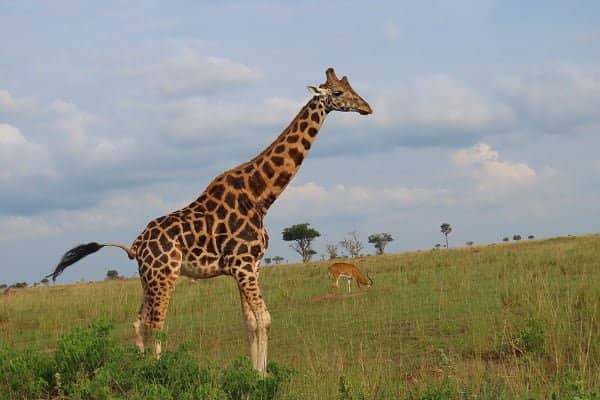 murchison-falls-national-park-giraffes