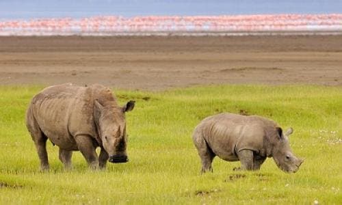 7-Day-Kenya-Savannah-Safari