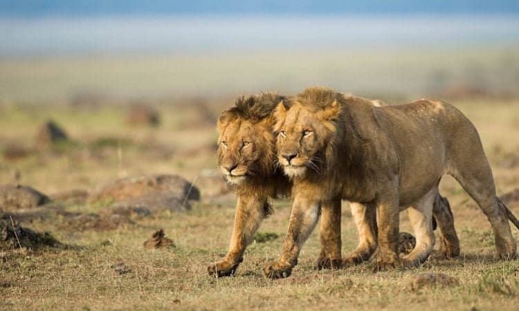 7-day-Kenya-Safari