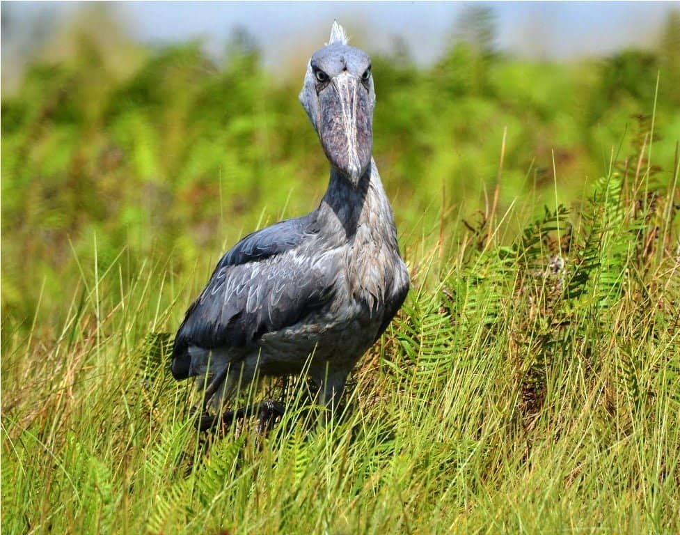 1-day-mabamba-birding-tour