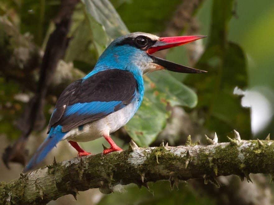 1 Day Mabamba Birding Tour