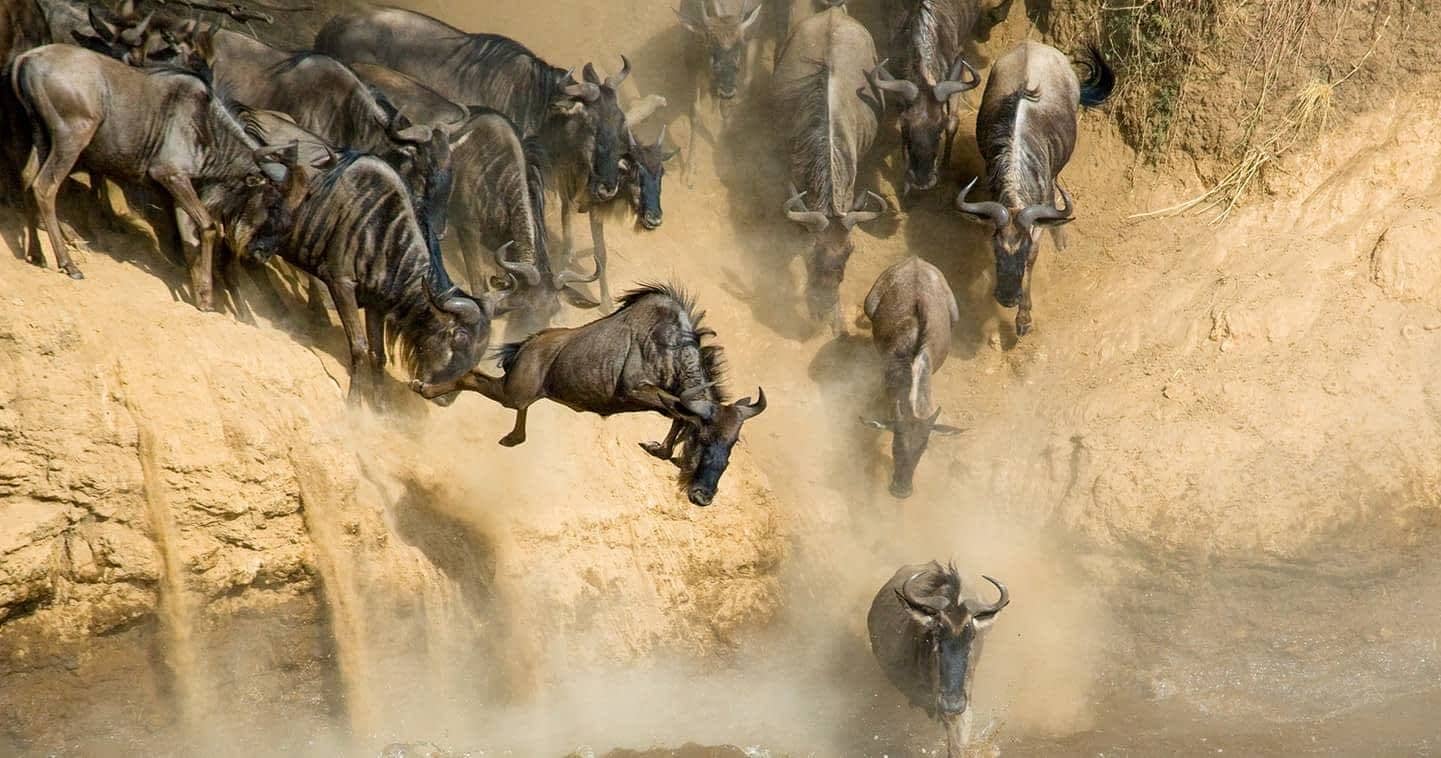 7-day-kenya-safari